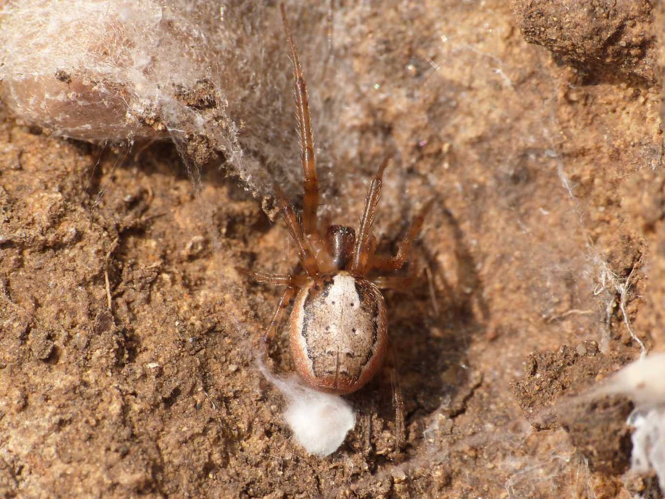 Zygiella sp. sotto una pietra - Santa Severa (RM)